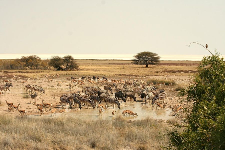 Etosha National Park One Of The Most Popular Wildlife Reserves On Earth   Etosha Nationalpark06 