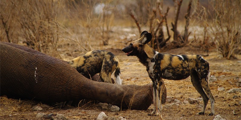 Khaudum National Park